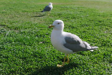A seagull in front focused and another one on the back unfocused and smaller
