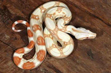 Obraz premium boa constrictor albinos