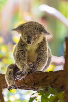 Portrait of koala marsupial native to Australia