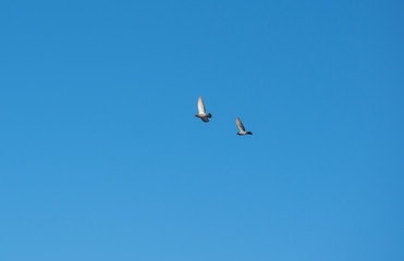 Birds flying to freedom