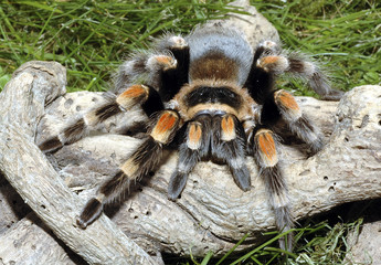 mygale mexicaine brachypelma smithi