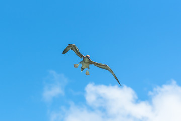 Fototapeta premium Brown booby, exotic bird landing, blue sky 
