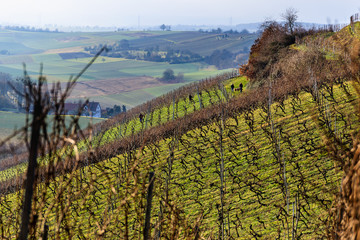 Fototapeta premium Landschaft, Weinberge, Reben und viel Erholung