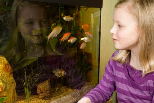 Mädchen beobachtet Goldfische im Aquarium