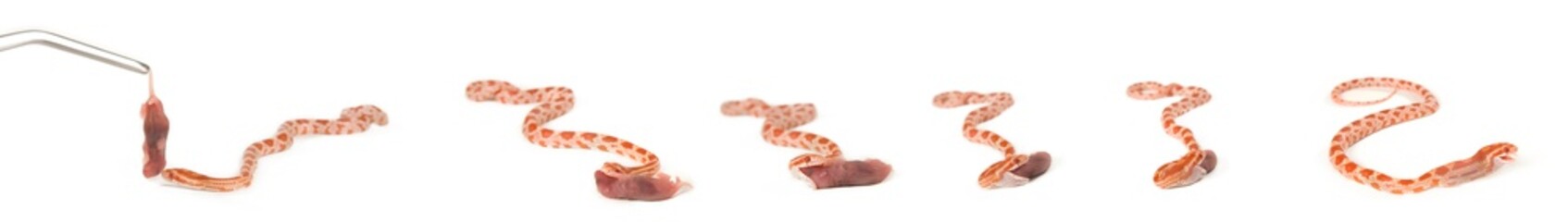 Kornnatter wird gefüttert