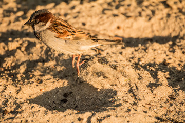 Male or female house sparrow or Passer domesticus is a bird of the sparrow family Passeridae, found in most parts of the world