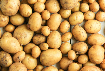 frische junge Kartoffeln Tisch Brett Top View Overhead Ernte Sand Erde 