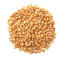 wheat grains isolated on white background. top view
