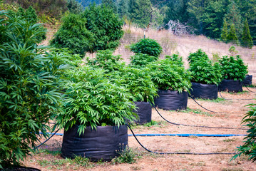 Cannabis Farm