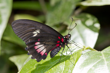 Obraz na płótnie Canvas A Doris longwing butterfly (Laparus doris) resting on a sunlit leaf in Costa Rica.