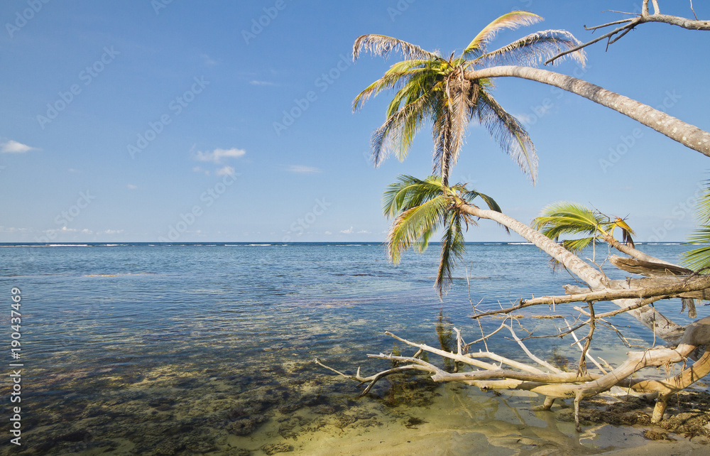 Poster palm trees hang over the caribbean sea and shallow coral reefs at cahuita national park, costa rica.