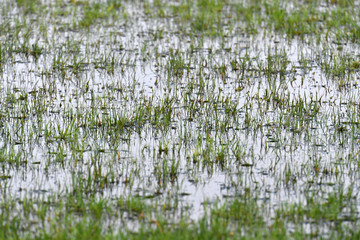 Flooded landscape in a nature reserve in Muenster-Germany