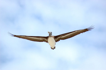 pélican en vol