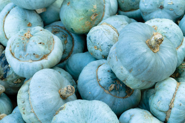 Kürbisse blau Bischofsmütze