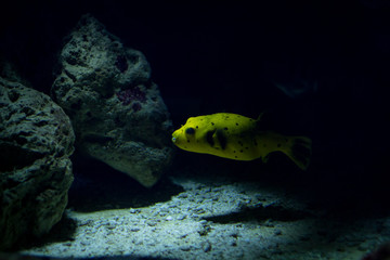 Kofferfisch taucht aus dem Schatten auf