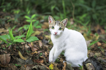 Naklejka na ściany i meble A house cat sits on the jungle floor in Costa Rica.