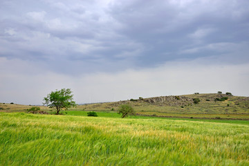 Sowing of wheat in Almagro, Spain.