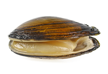 Single swan mussel on a white background