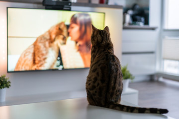 Fototapeta premium Ładny kot bengalski oglądanie telewizji