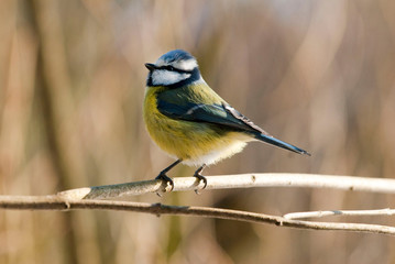 Blaumeiste auf einem Zweig in der Natur