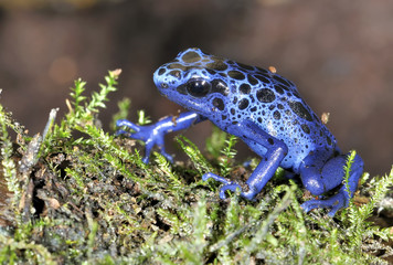 dendrobate azureus