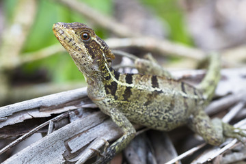 A striped basilisk (Basiliscus vittatus) resting on the forest floor in Costa Rica.