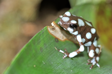 dendrobate excidobate mysteriosus