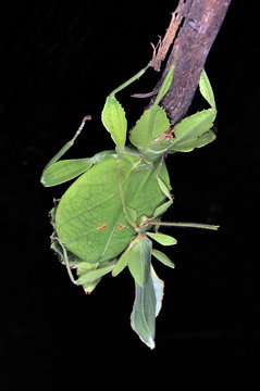 couple de phasmes feuille phyllie des philippines
