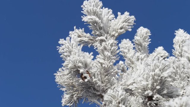 Winter landscape. Growth against the blue sky.