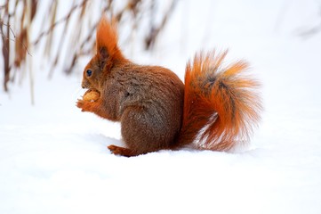 a small red squirrel running on white snow