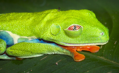 A red eyed treefrog (Agalychnis callidryas) sleeps on a leaf at night in Tortuguero National Park,...