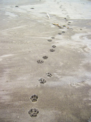 A jaguar's footprints lead through the sand on the beach of Tortuguero National Park, Costa Rica.