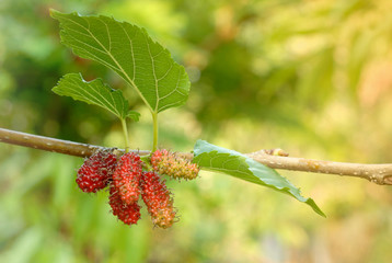 Mulberry fruit with green leaves on tree.