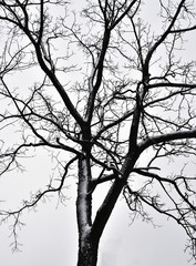 Tree in winter
