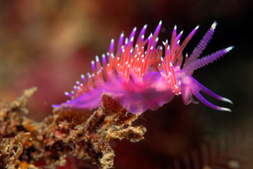 Flabellina affinis 824_144, nudibranquio violeta