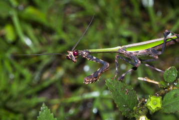 A praying mantis with long antennae and blood red eyes sits on a leaf at night in Tortuguero National Park, Costa Rica.