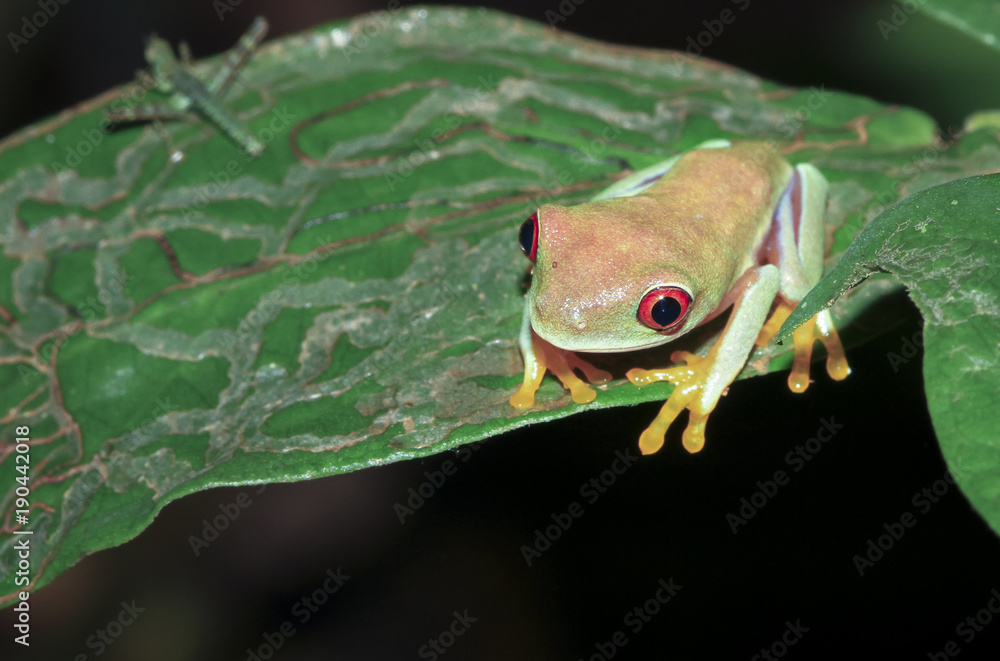 Wall mural a parachuting red-eyed leaf frog (agalychnis saltator) sits on a leaf at night in tortuguero nationa