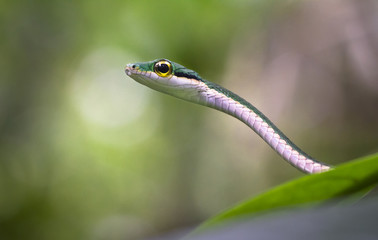 A satiny parrot snake (Leptophis ahaetulla) rests on jungle foliage. Tortuguero National Park, Costa Rica.