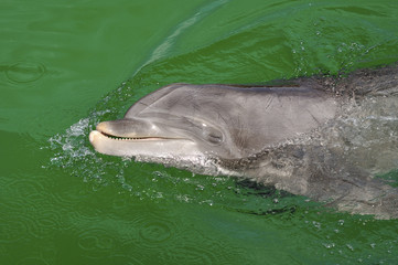 mamiferes