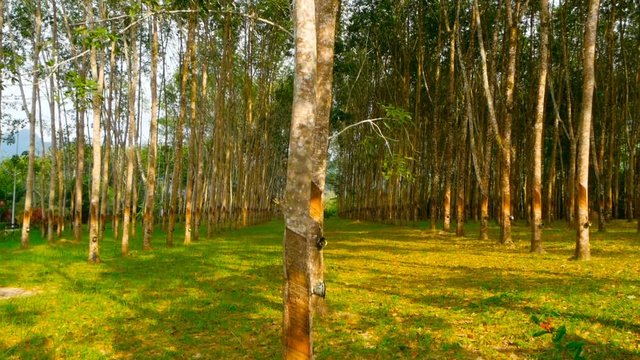 Plantation for the extraction of natural latex from rubber trees.