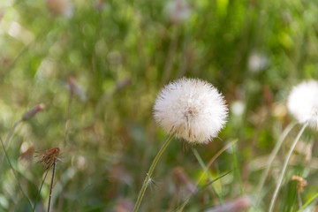 dandelion herbs with defocused background in spring