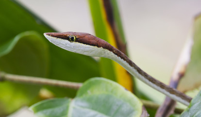 A brown vine snake (Oxybelis aeneus) up close in Tortuguero National Park, Costa Rica.