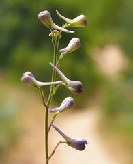 Wild plant in Algarve, Portugal