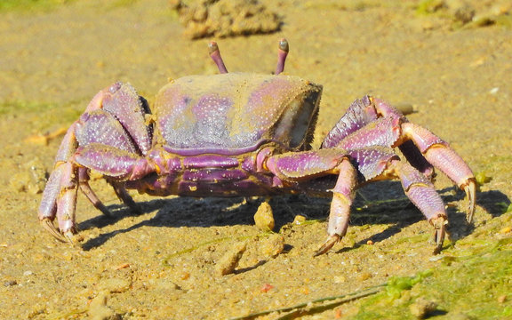European Fiddler Crab (Uca tangeri), male
