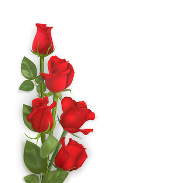 Delicate vector red roses