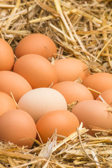 Freerange fresh raw eggs in recycled paper egg cartons or on the straw