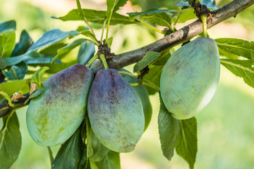 The immature plum