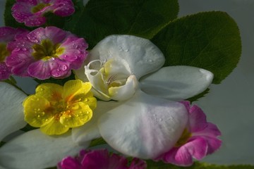 Fototapeta na wymiar Spring decoration with colorful flowers