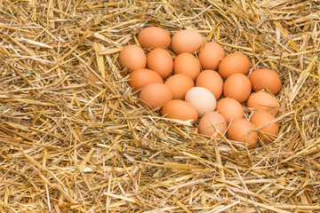 Freerange fresh raw eggs in recycled paper egg cartons or on the straw