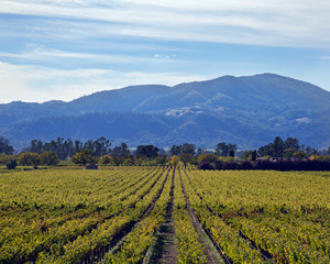 Fototapeta na wymiar California Vineyard with Mountains